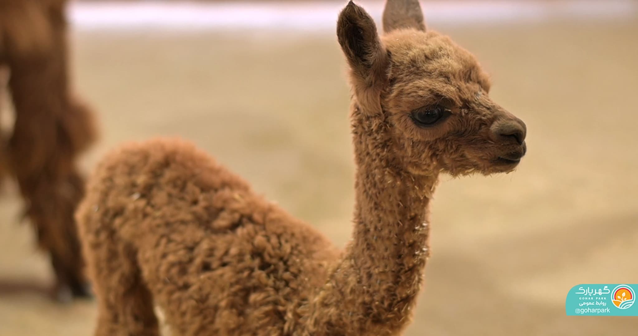 برای نخستین بار در ایران