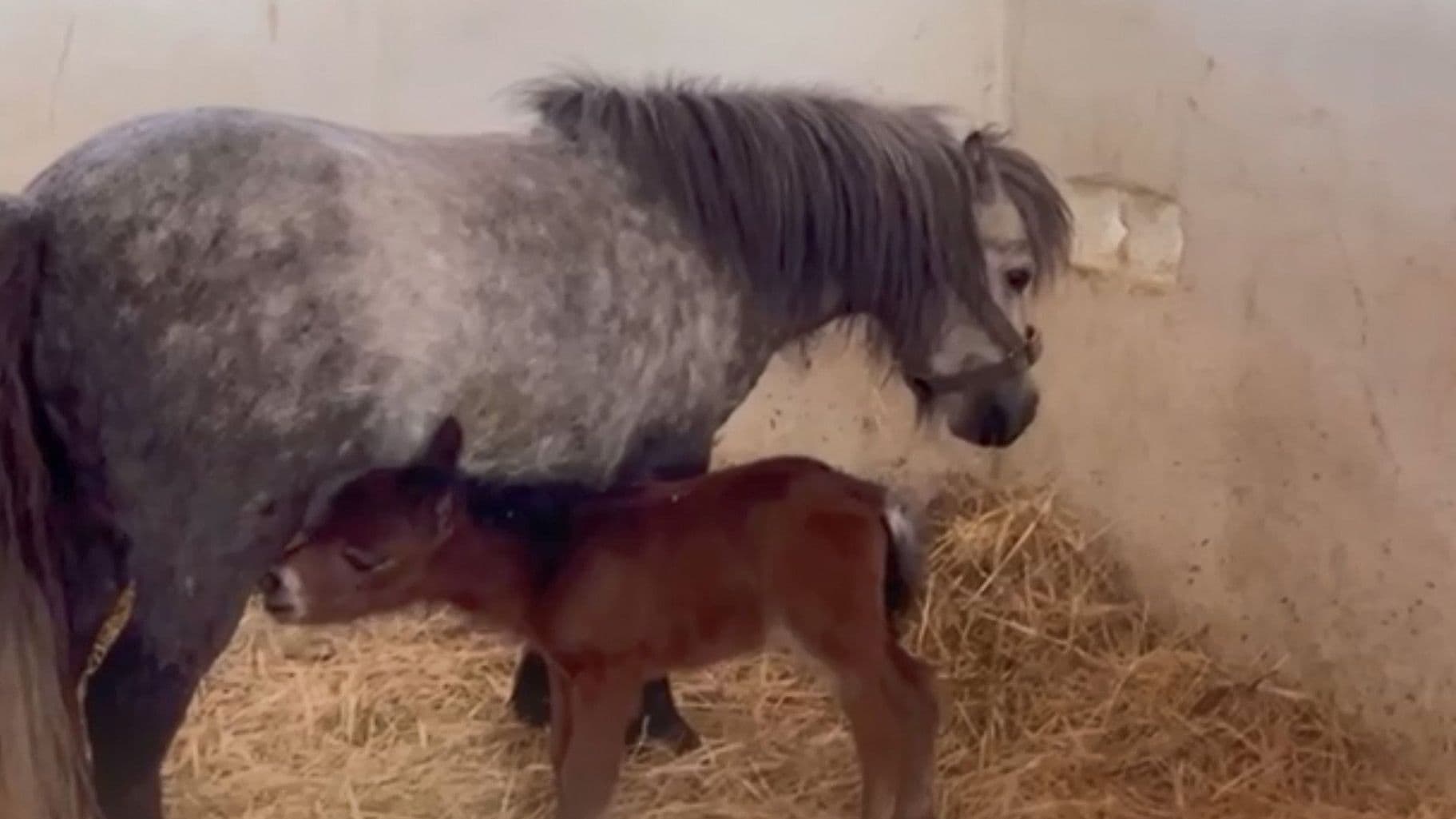 تولد کره اسب پونی در گهرپارک
