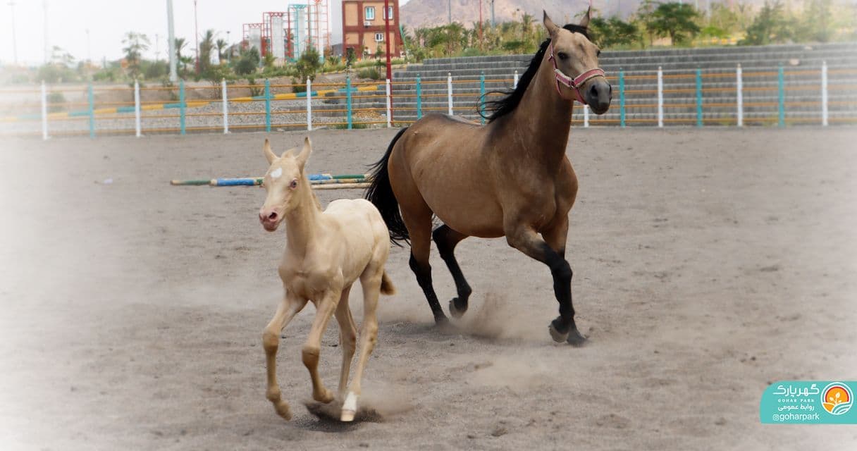 مادر و فرزند: مارال و پاریس