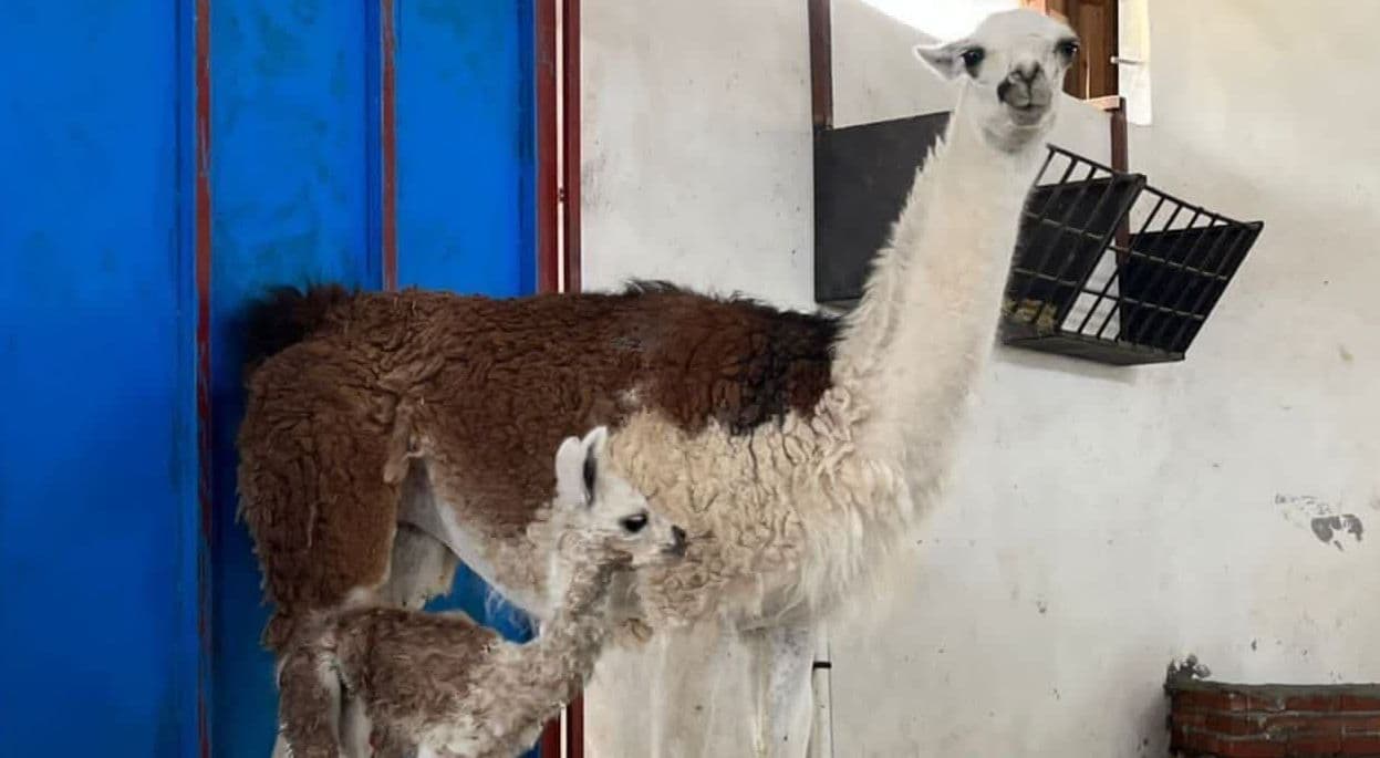 اولین لامای متولد سیرجان 