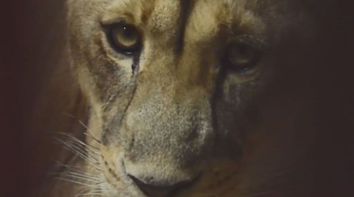 اولین توله‌شیر سیرجان