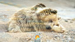 خرس قهوه ای خزری