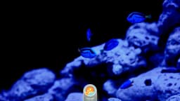 جراح ماهی بلو تانک