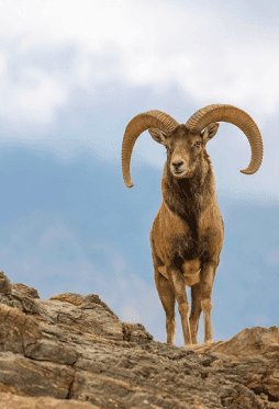حیات وحش