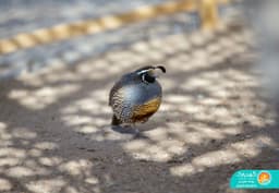 California Quail