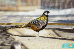 Pheasant