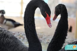 Black Swan
