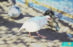 White Partridge