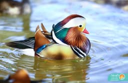 Mandarin Duck