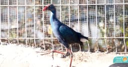 طاووسک غربی