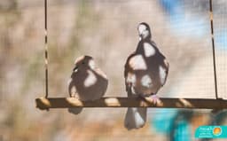 Laughing Dove