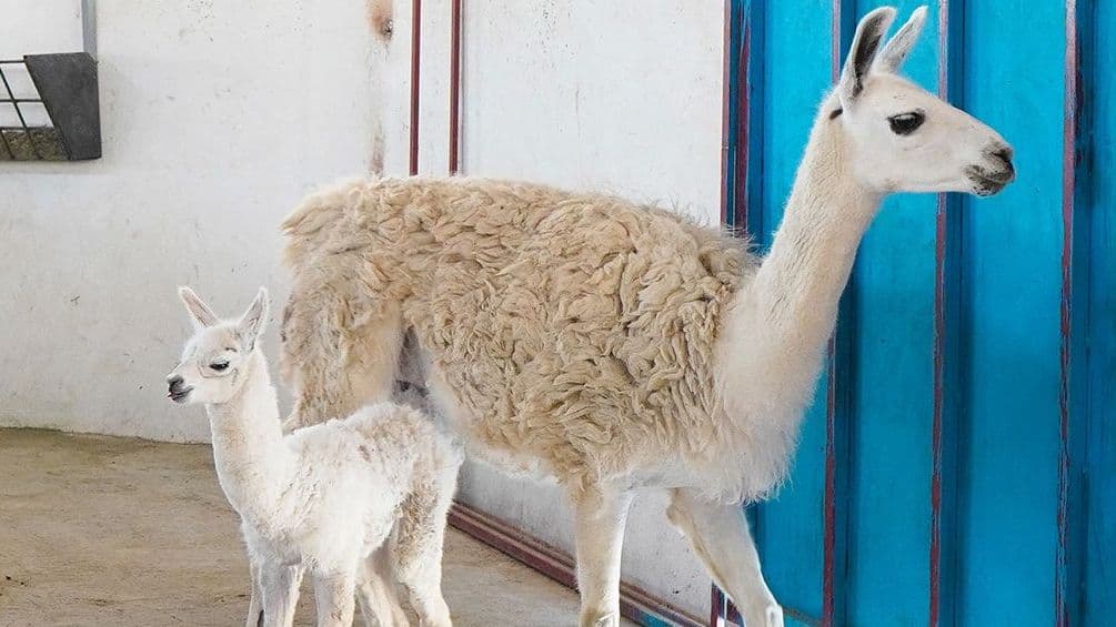 فیروز، دومین لامای متولد گهرپارک سیرجان