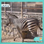 تنها “گورخر آفریقایی” موجود در باغ‌وحش‌های ایران در دهکده بزرگ گردشگری گهرپارک